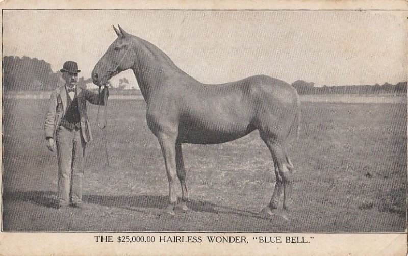 Postcard Horse The $25,000 Hairless Wonder Blue Bell