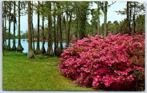 Postcard - Nature Scene, USA, North America