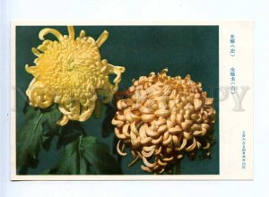 204278 CHINA chrysanthemum golden Dragon old postcard