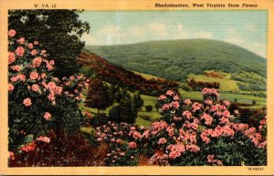 West Virginia State Flower Rhododendron 1958 Curteich