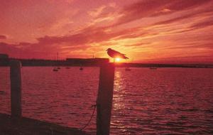 Birds Seagull In The Setting Sun Along The New England Coastline