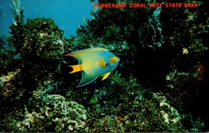 Florida Keys Angel Fish In Coral Formation At Pennekamp Coral Reef State Park