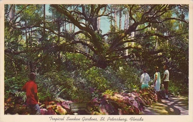 Florida St Petersburg 200 Year Old Live Oak At Sunken Gardens 1964