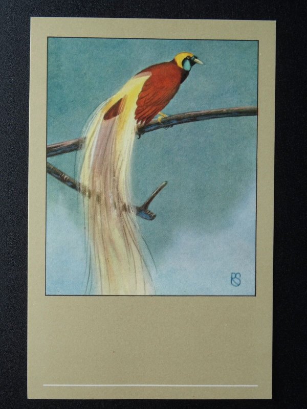 Bird Theme GREAT BIRD OF PARADISE c1950s Postcard by P. Sluis Series 10 No.114