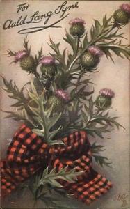 Scottish Thistle & Tartan Ribbon TUCK Oilette #9609 c1910 