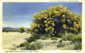 Palo Verde Trees - Desert, CA