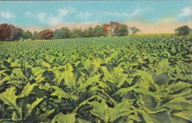 Tobacco Field In Old Kentucky Curteich