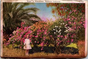 California Young Girl and Roses In Wintertime
