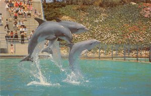 Leaping Dolphine Trio Marineland of the Pacific Rancho Palos Verdes California  