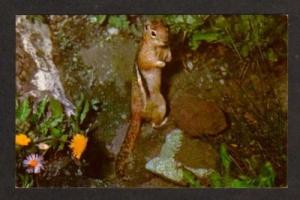 NH Natureland LINCOLN NEW HAMPSHIRE Postcard Squirrel