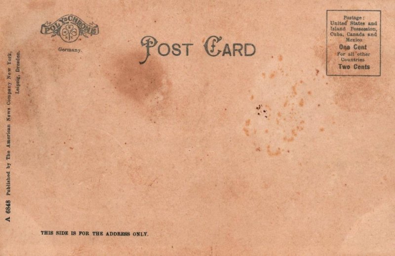 THE BIG TREE DAYTONA FLORIDA POSTCARD (c.1905)