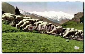 Modern Postcard The guests of our mountains Sheep at pasture in a stunning