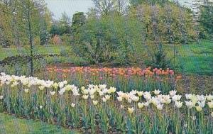 Tulips Saint Louis Missouri