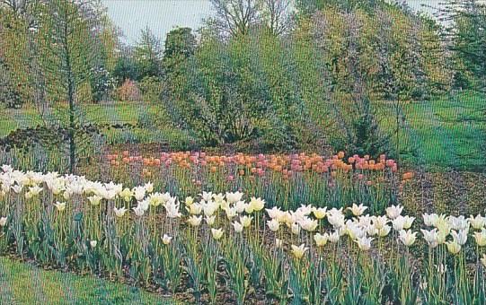 Tulips Saint Louis Missouri