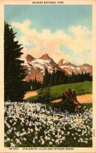 Washington Rainier National Park Avalanche Lilies and Tatoosh Range Curteich