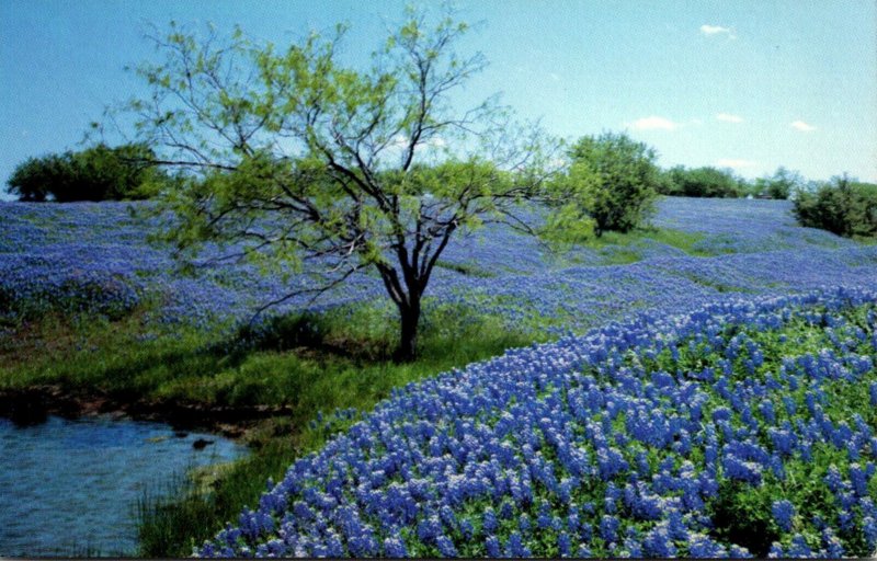 Texas Ennis Bluebonnet Trail State Flower