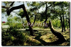 Postcard Modern Foret Atlantic Edges lodgepole pine