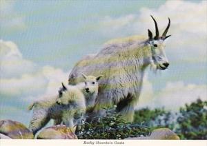 Canada British Columbia Rocky Mountain Goats