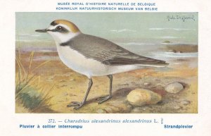 Kentish Plover Charadrius Alexandrinus WW2 Bird Rare Postcard