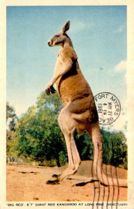 Giant Red Kangaroo At Long Pine Sanctuary Brisbane Australia 1961