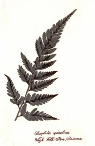 Vintage Postcard Alsophites Spinulosa High-Hill Fern Plant Variety Taiwan China