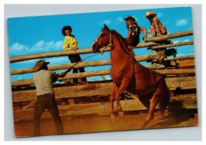 Vintage 1962 Postcard Bucking Bronco Cowboys Horse Training at the Ranch