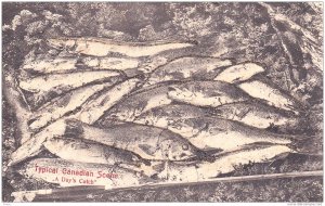 A Day's Catch, Fish, Typical Canadian Scene, Canada, 1900-1910s