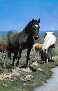 Black Horse Horses Unused 