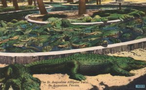 Vintage Postcard The World's Oldest And Largest Alligator Farm Museum Florida FL