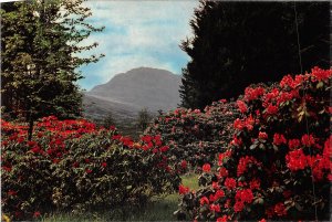 uk46224 rhododendrons by balquhidder  perthshire scotland uk