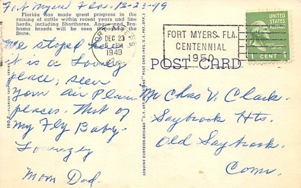 Brahman Bull in Florida Pastures  