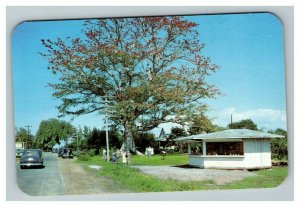 Vintage 1950's Postcard The Famous Kapok Tree Citrus Grove Clearwater Florida