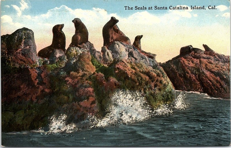 c1910 SANTA CATALINA ISLAND CALIFORNIA THE SEALS ROCKY SHORELINE POSTCARD 41-66