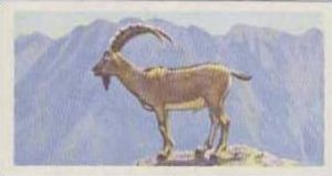 Brooke Bond Tea Vintage Trade Card Wildlife In Danger No 18 Cretan Wild Goat ...