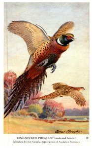 Birds , Ring-necked Pheasant , artist signed