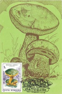 Romania set of 11 maximum cards 1988 mushrooms that can be eaten topic postcards 