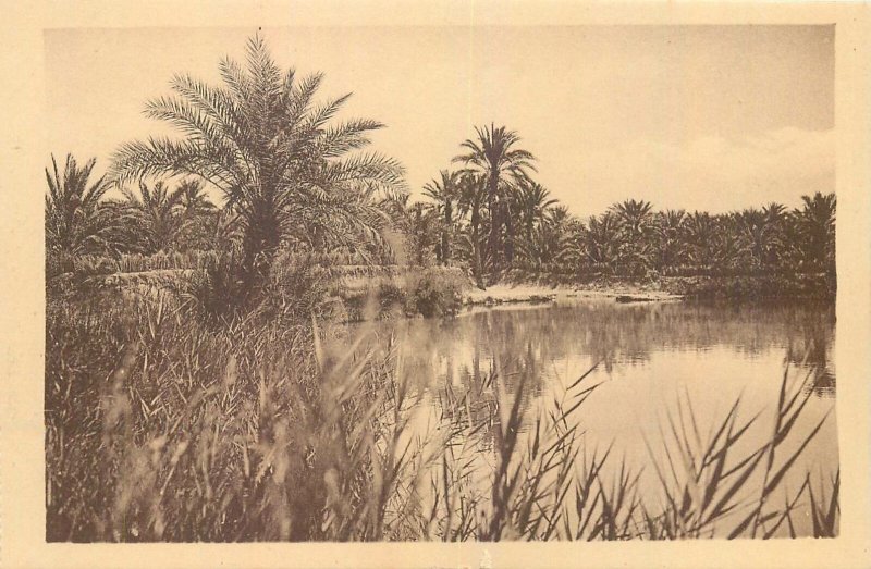 Algeria Temacine au bord du lac  vintage Postcard