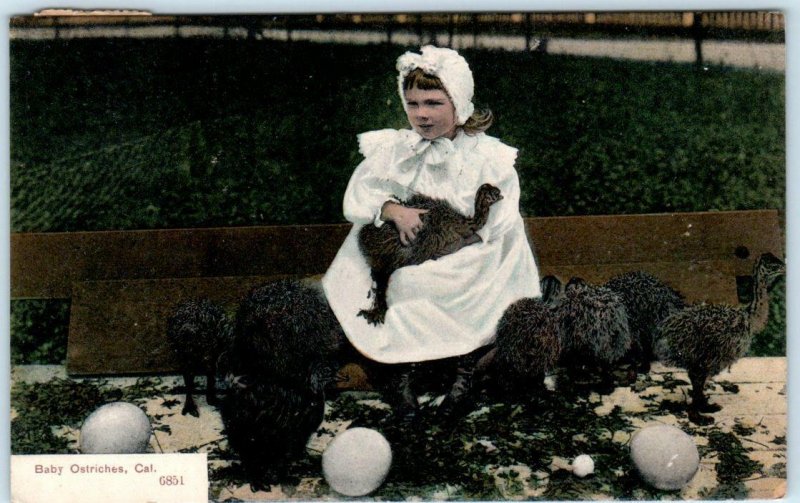 PASADENA, California  CA   Little Girl with BABY OSTRICHES 1908 PCK Postcard