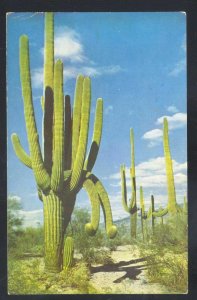 SAGUARO NATIONAL FOREST ARIZONA GIANT SAGUARO CACTUS VINTAGE POSTCARD