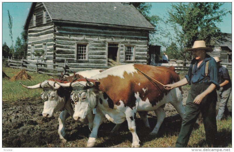 Ploughing, Oxen,Upper Canada Village, MORRISBURG, Ontario, Canada, 40-60s