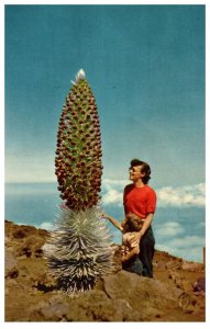 Silversword in Bloom rare plant in the Haleakala Maui Hawaii Postcard