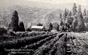 Porterville, California - Camp Nelson in the Sierras - c1908