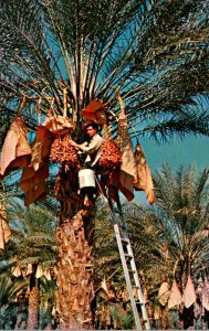 California Date Harvest