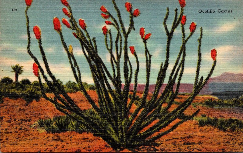 Texas Desert Scene Ocotillo Cactus In Bloom