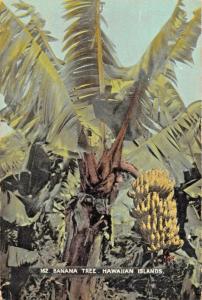 HAWAIIAN ISLANDS~BANANA TREE-PRIVATE MAILING CARD POSTCARD