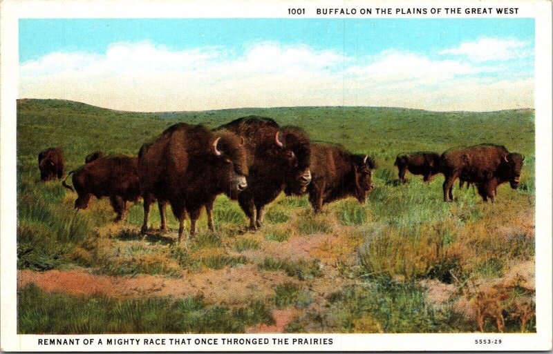 Buffalo Plains Great West Remnant Mighty Race Prairies WB Postcard VTG UNP 