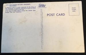 Unused Postcard Muir Woods Nat'l Monument California LB