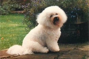 Named Breed Dog Series Postcard - Bichon