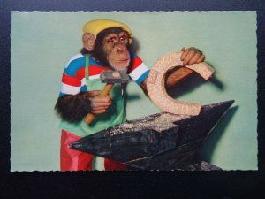 Chimpanzee BLACKSMITH FARRIER Themed CHIMP Dressed as Human c1960's RP Postcard