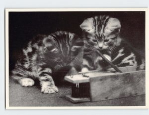 Postcard Cute Kittens Looking at the Mouse Trap
